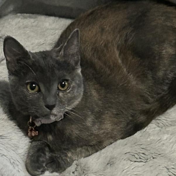 Enlarge Bailey, a Adoptable mixed breed in Las Vegas, NV image 1/2