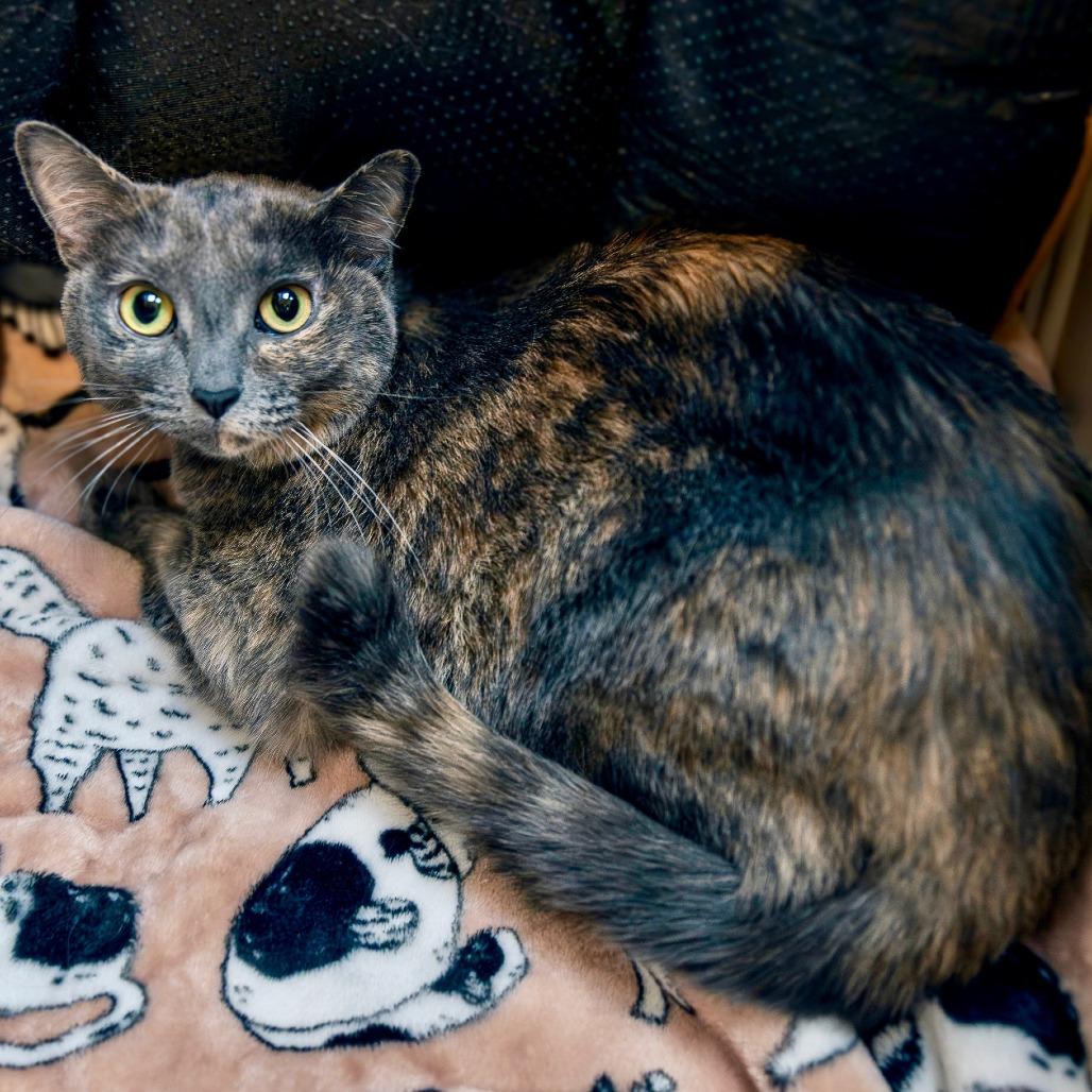 Enlarge Bailey, a Adoptable mixed breed in Las Vegas, NV image 2/3