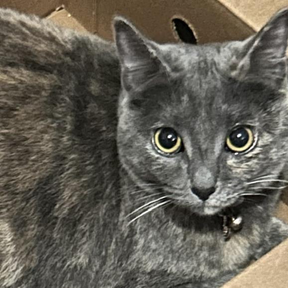 Enlarge Bailey, a Adoptable mixed breed in Las Vegas, NV image 2/2