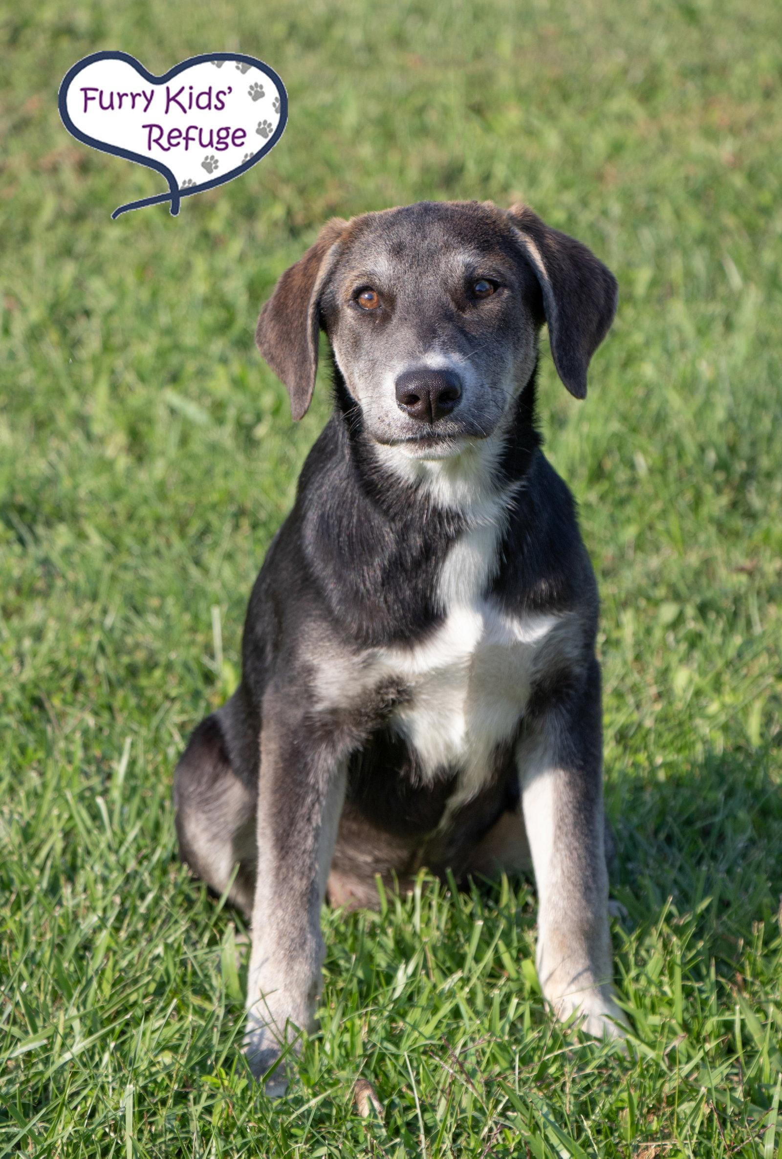 Laney, Adoptable, Young Female Husky.