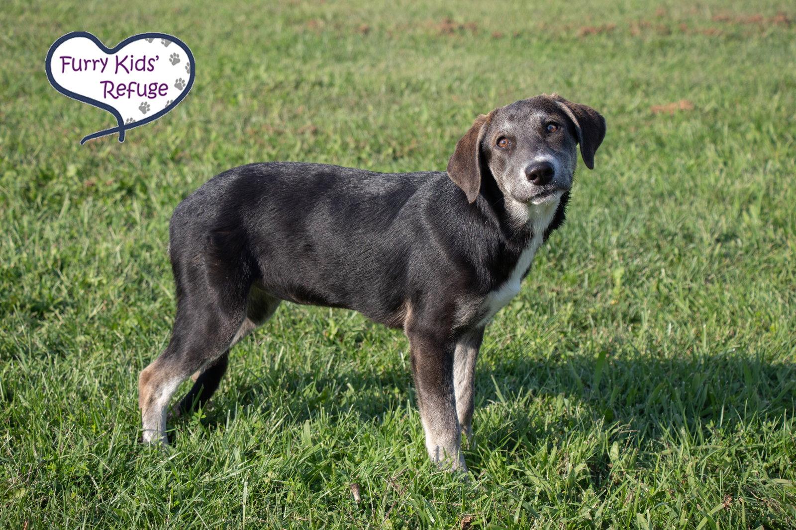 Enlarge Laney, a Adoptable Husky in Lee's Summit, MO image 2/3