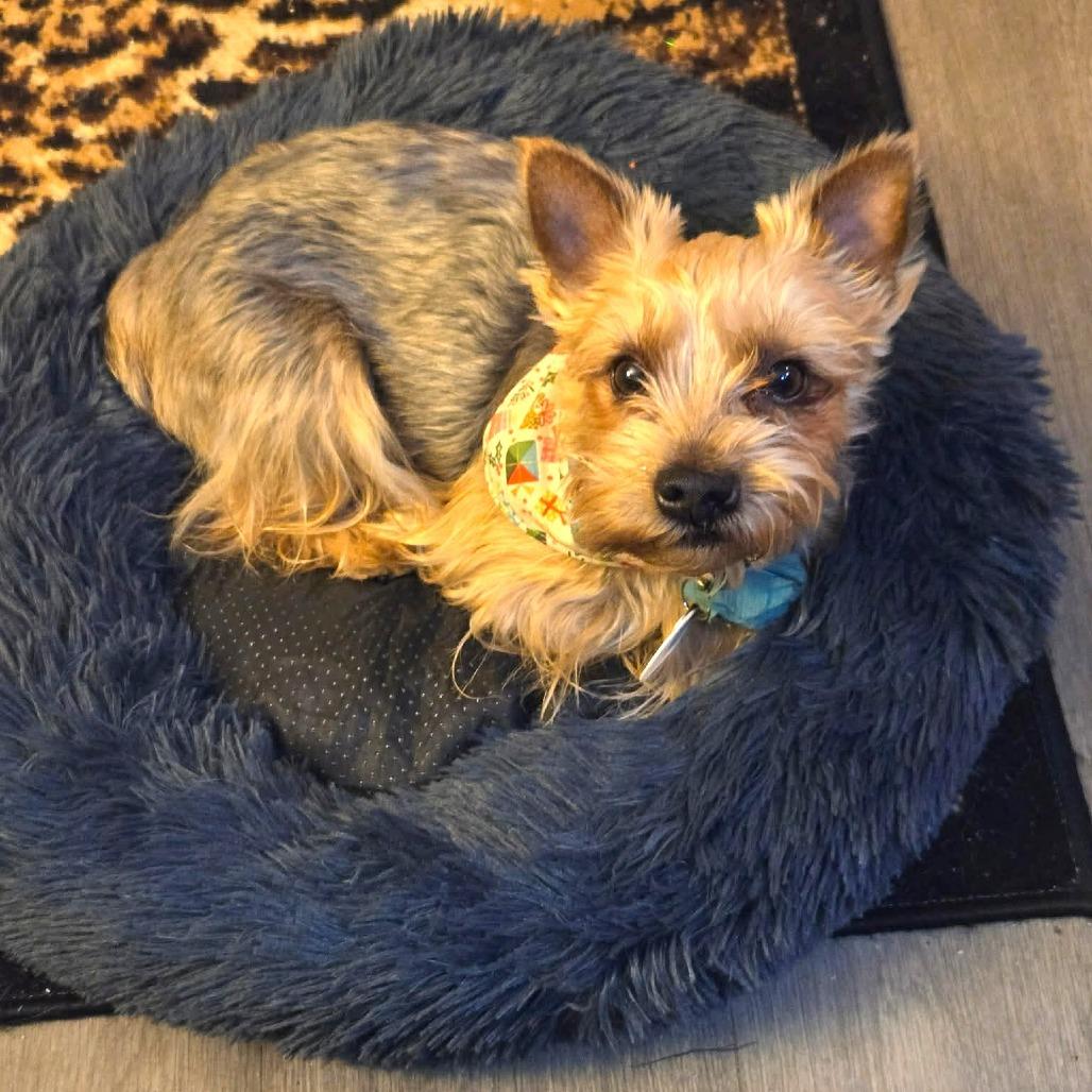 Lolis — thumbnail 2