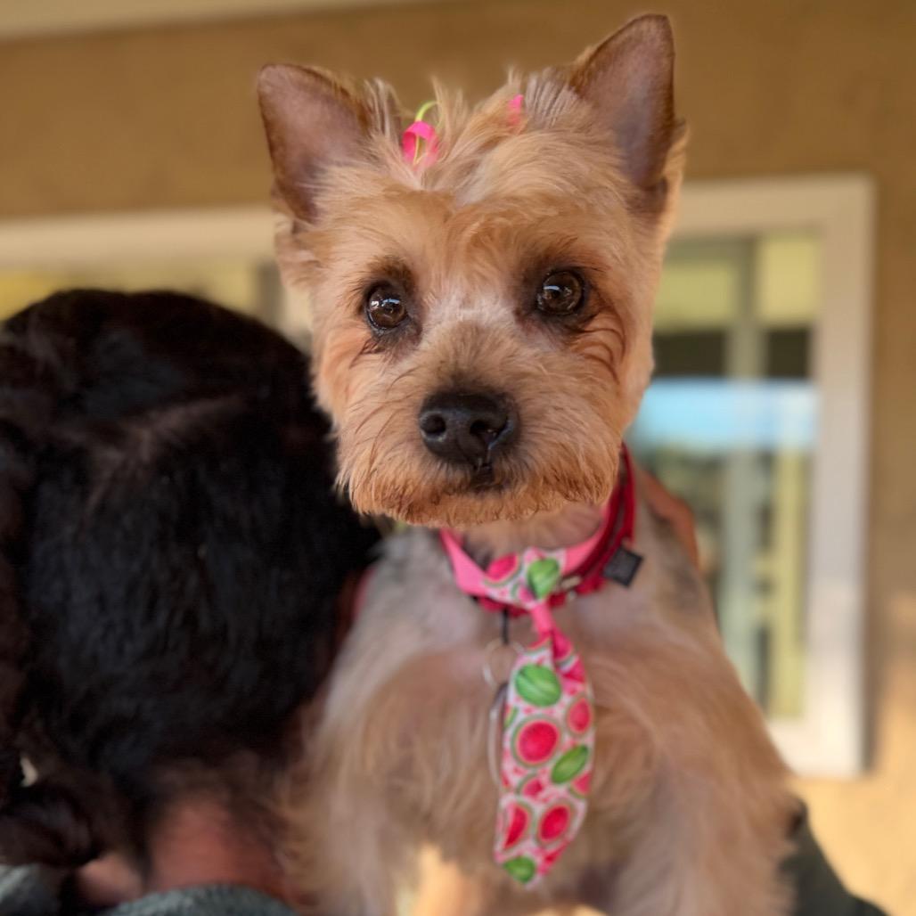 Lolis — thumbnail 3