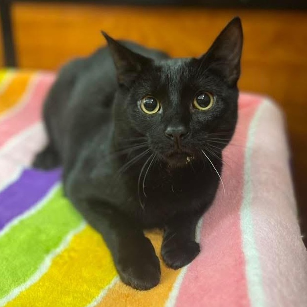 Skeeter, Adoptable, Kitten Male Domestic Short Hair.