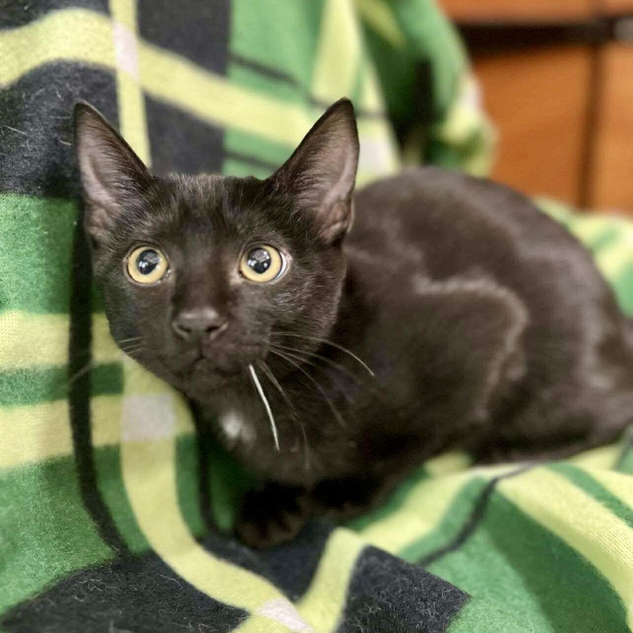 Enlarge Skeeter, a Adoptable Domestic Short Hair in Memphis, TN image 3/6