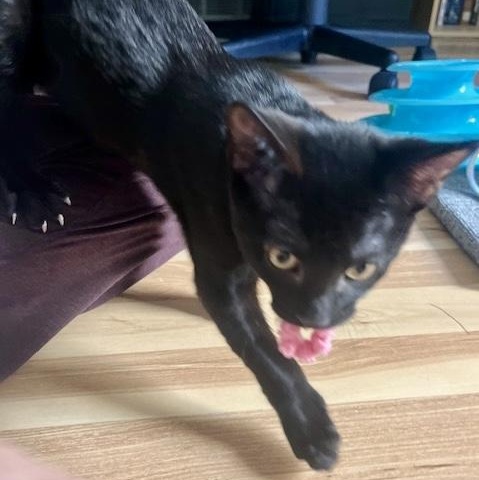 Enlarge Skeeter, a Adoptable Domestic Short Hair in Memphis, TN image 4/6