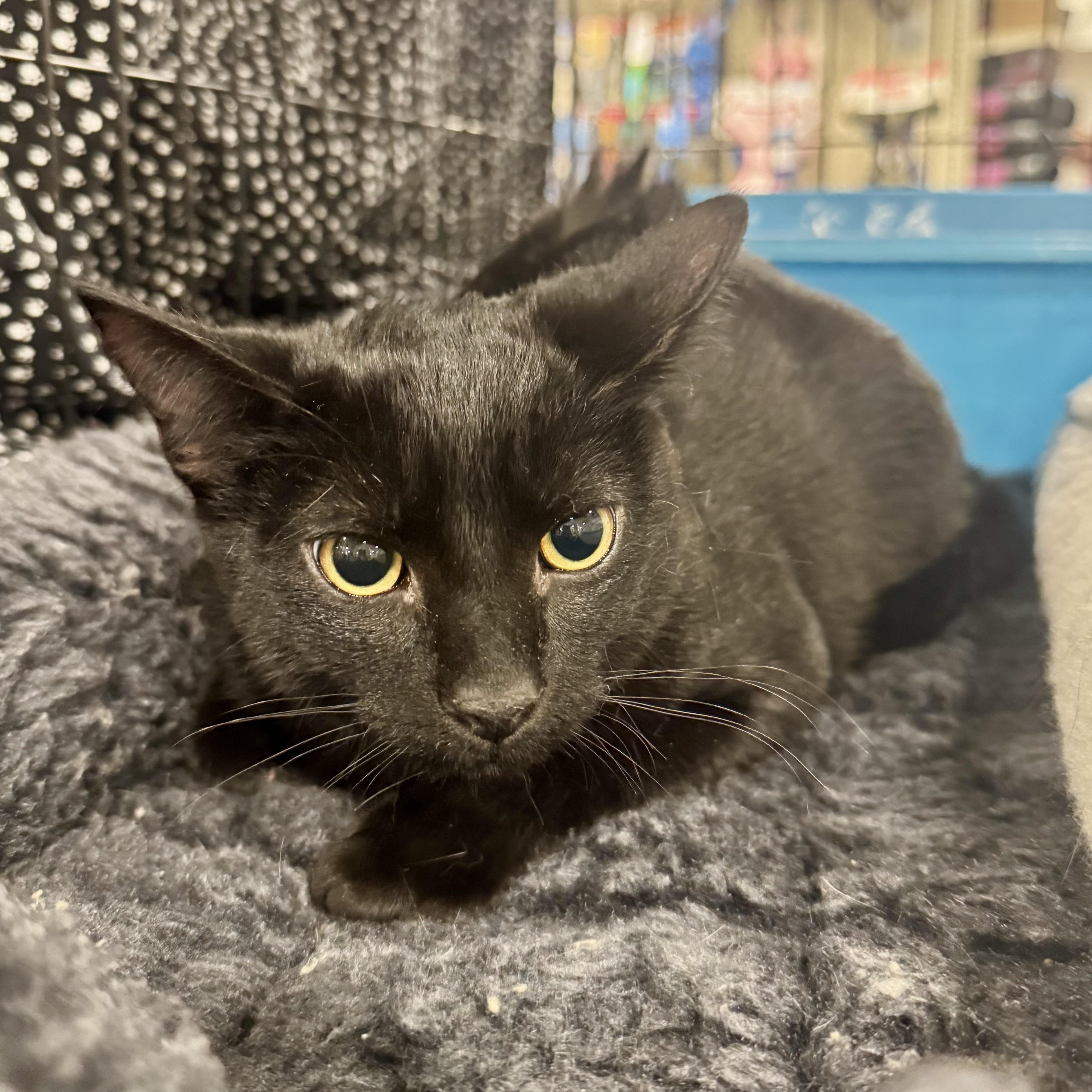 Skeeter, a Adoptable Domestic Short Hair in Memphis, TN image 6/6