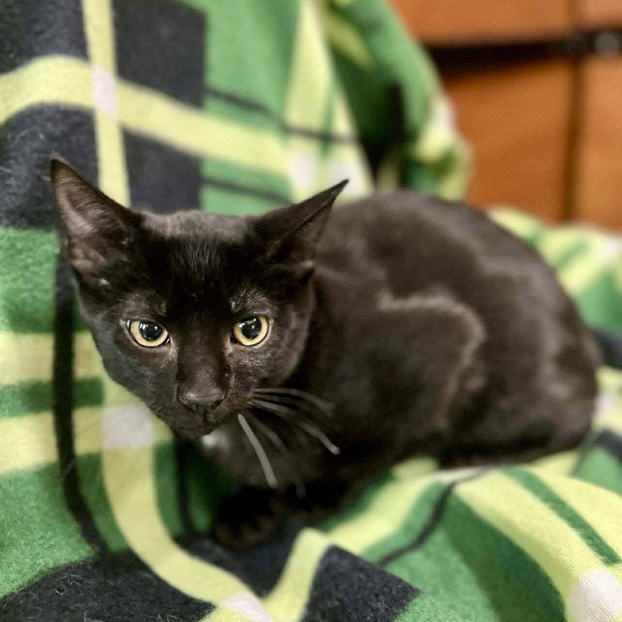 Enlarge Skeeter, a Adoptable Domestic Short Hair in Memphis, TN image 5/6