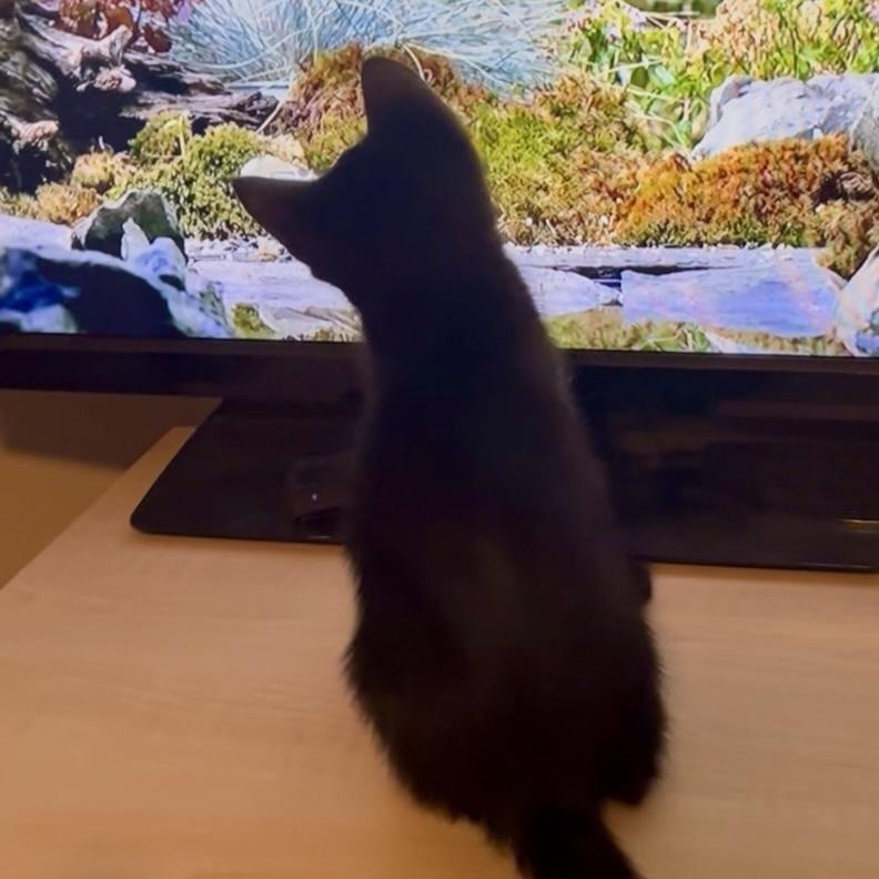 Enlarge Skeeter, a Adoptable Domestic Short Hair in Memphis, TN image 6/6