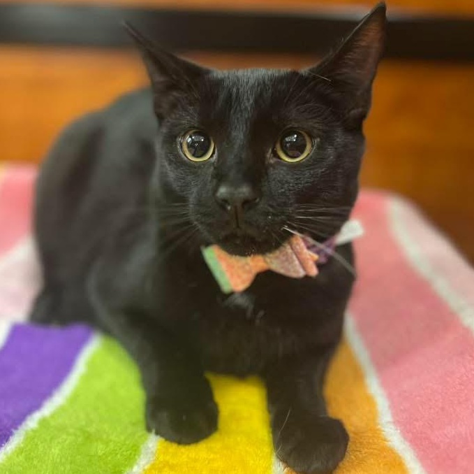 Skeeter, a Adoptable Domestic Short Hair in Memphis, TN image 3/6