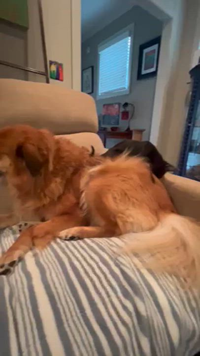 Enlarge Skeeter, a Adoptable Domestic Short Hair in Memphis, TN video 2/6