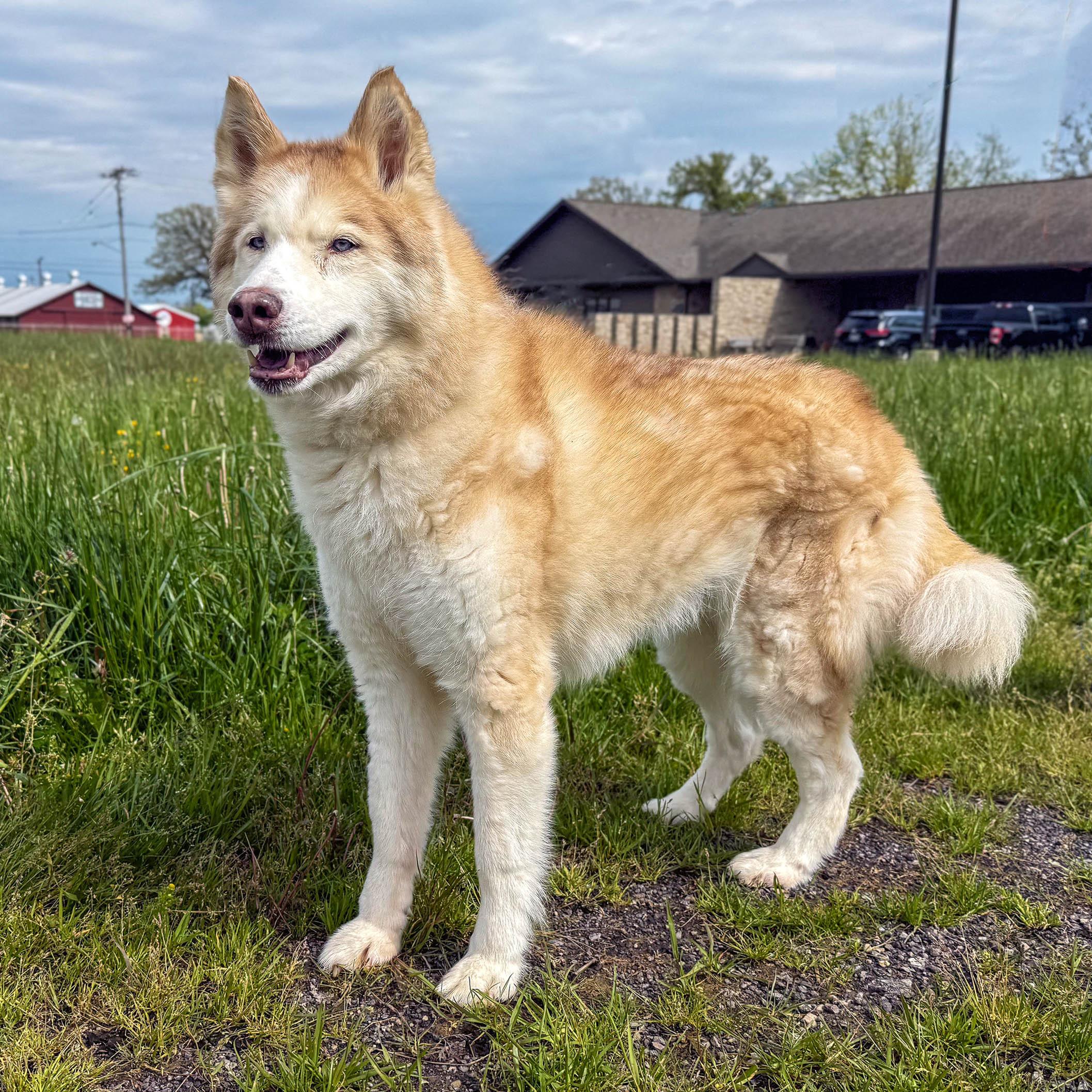 Lexi , ADOPTABLE, Senior Female Husky.