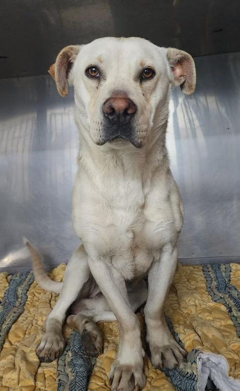 Han Solo, Adoptable, Young Male Labrador Retriever & Dachshund.