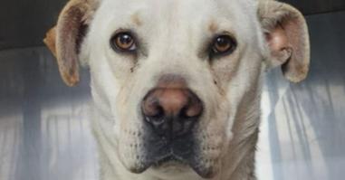 Enlarge Han Solo, a Adoptable mixed breed in Bonita, CA image 1/1