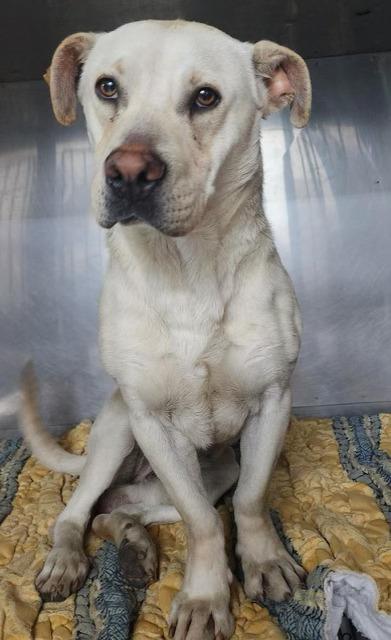 Han Solo, a Adoptable mixed breed in Bonita, CA image 2/2