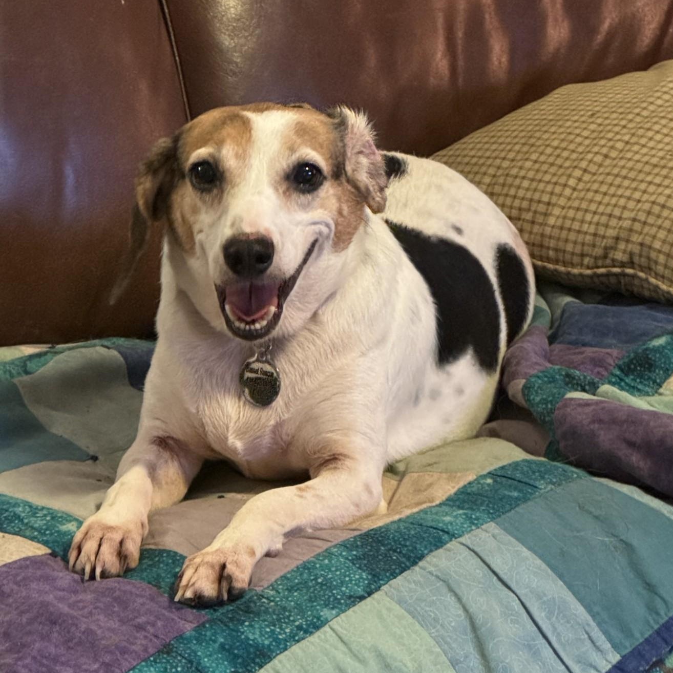 Lulu, Adopted, Adult Female Beagle.