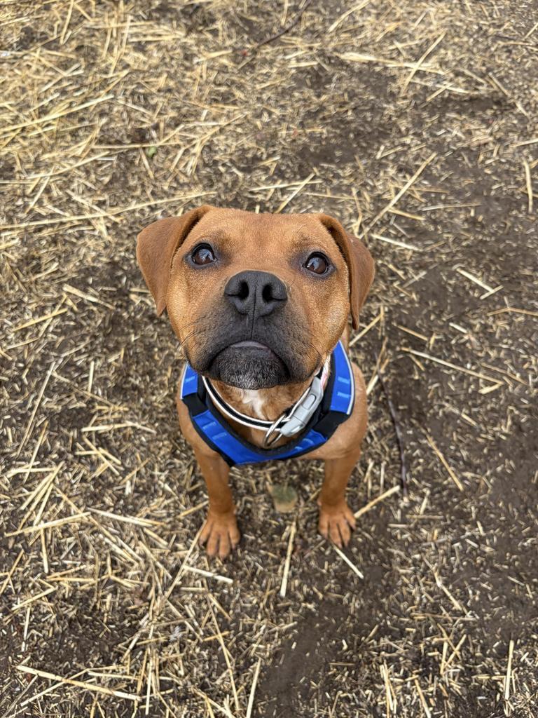 Enlarge Rusty, a Adoptable mixed breed in Utica, MI image 4/6
