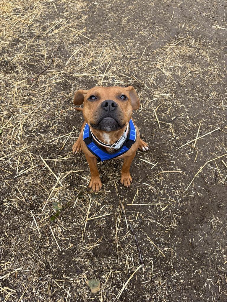 Enlarge Rusty, a Adoptable mixed breed in Utica, MI image 6/6