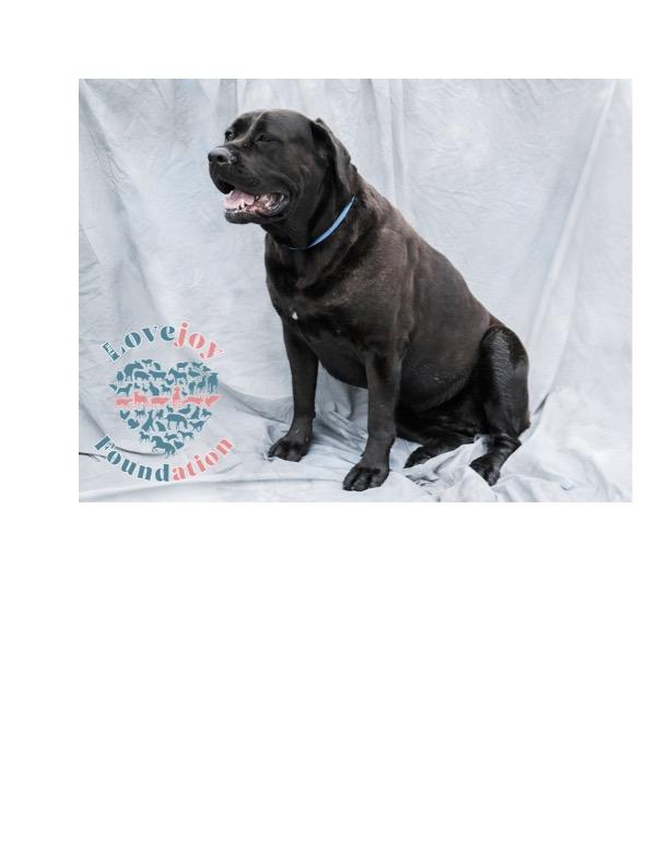 Casimir COH, a Adoptable Cane Corso in Inglewood, CA image 3/4