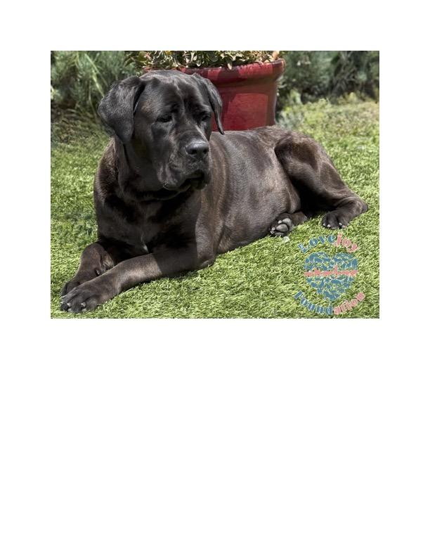 Casimir COH, a Adoptable Cane Corso in Inglewood, CA image 1/4
