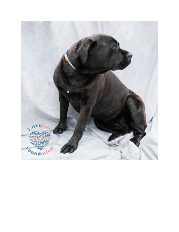 Casimir COH, a Adoptable Cane Corso in Inglewood, CA image 4/4
