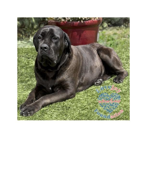Casimir COH, a Adoptable Cane Corso in Inglewood, CA image 2/4