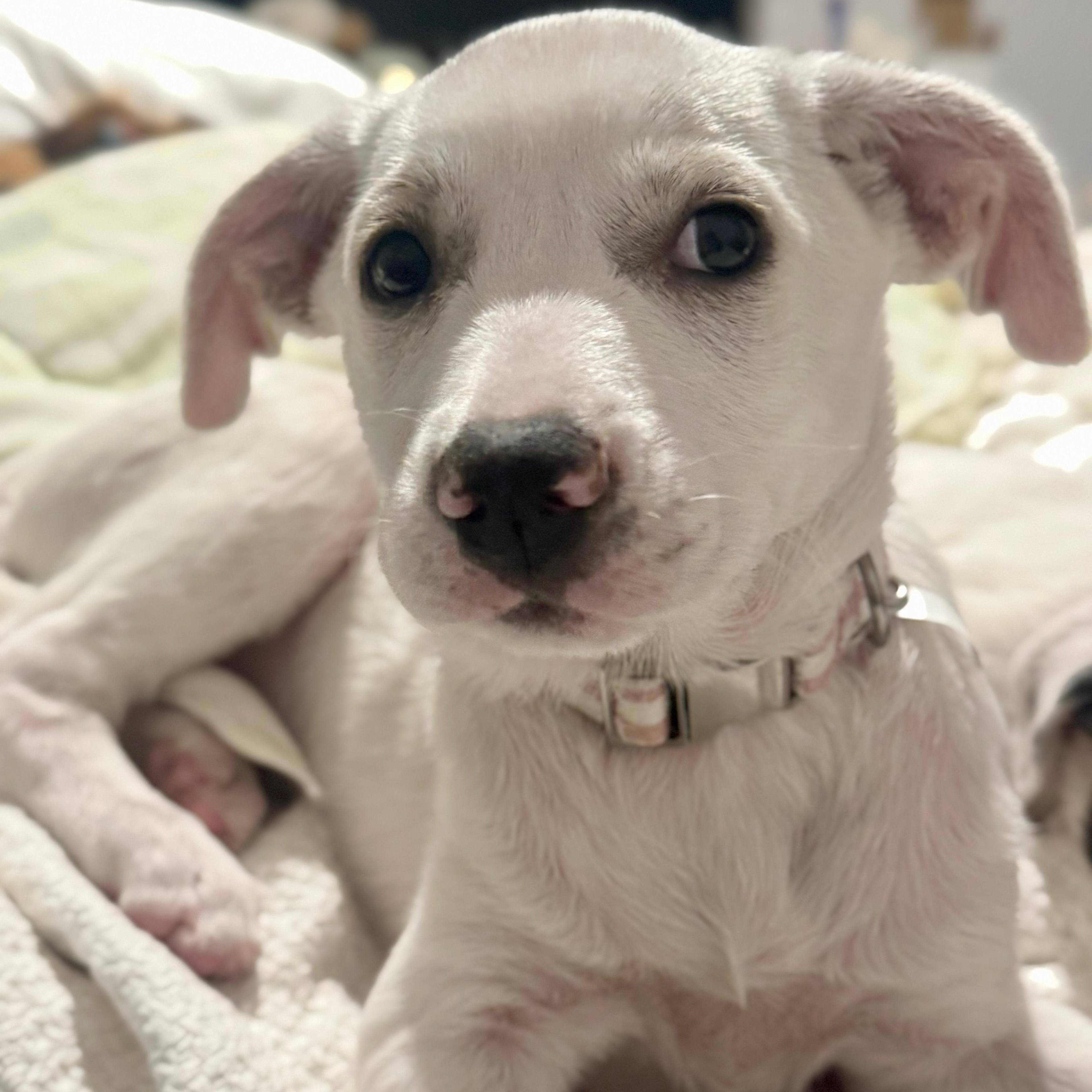 Honey, adopted, Puppy Female Terrier.