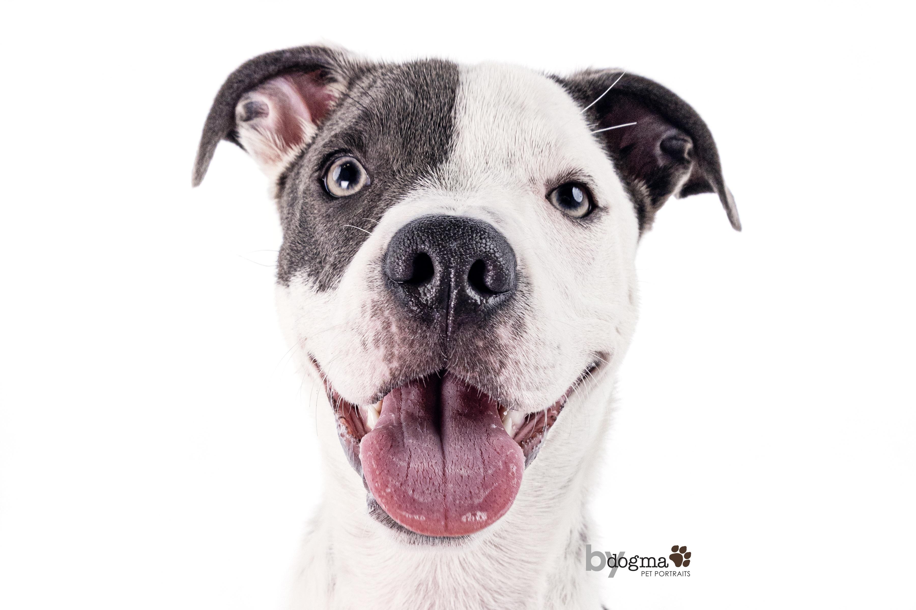Tucker, Adoptable, Puppy Male Australian Cattle Dog / Blue Heeler & Pit Bull Terrier.