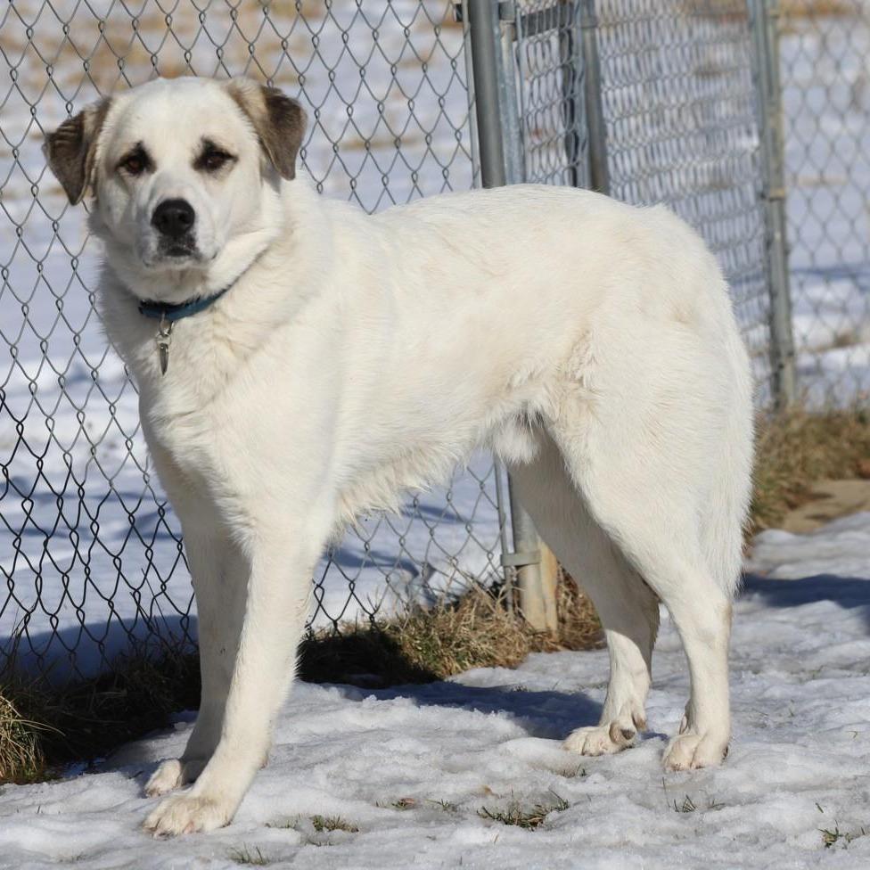 Newton, a Adoptable mixed breed in Fairfax, VA image 2/3