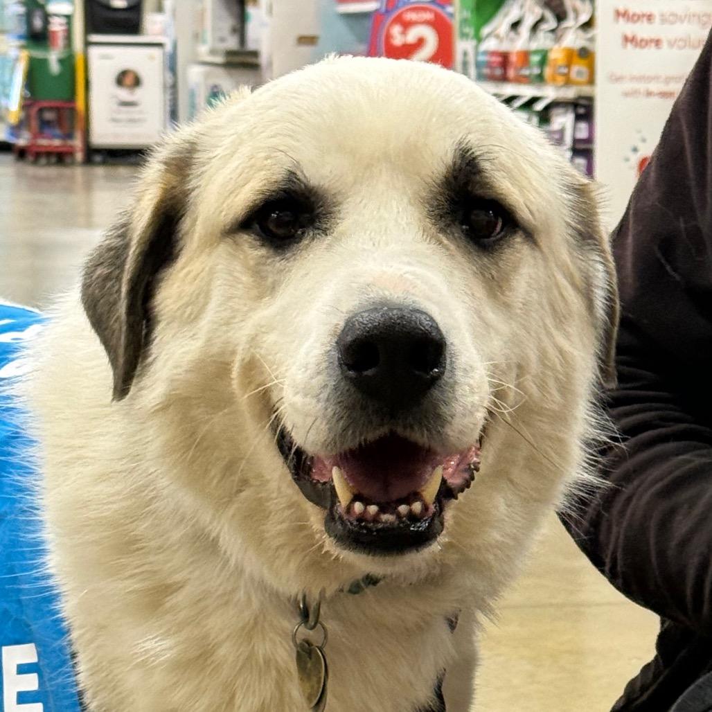 Newton, a Adoptable mixed breed in Fairfax, VA image 3/3