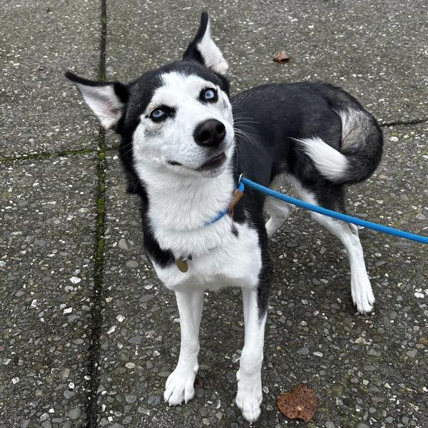 Enlarge Nimera, a Adoptable mixed breed in Oakland, CA image 1/3