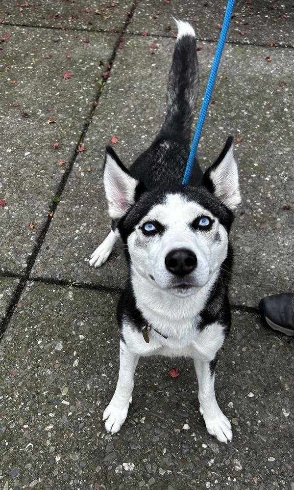 Enlarge Nimera, a Adoptable mixed breed in Oakland, CA image 2/3