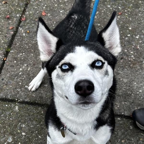 Enlarge Nimera, a Adoptable mixed breed in Oakland, CA image 3/3