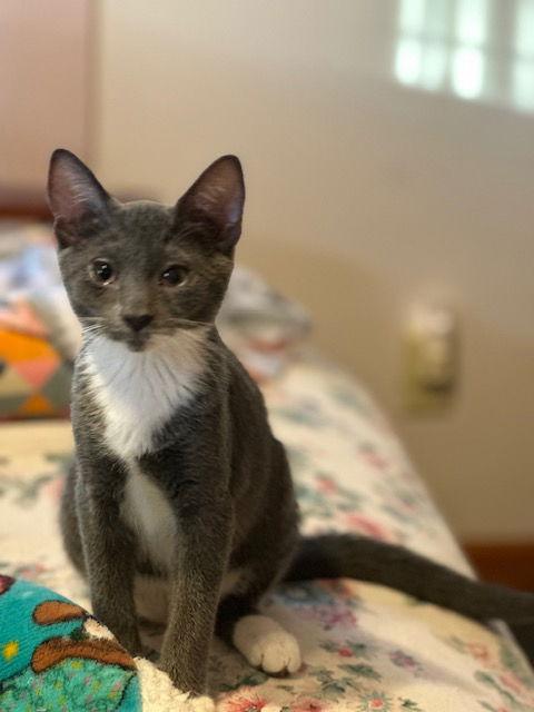 Enlarge Briar (25-027), a Adoptable Tuxedo in Ocean Pines, MD image 1/3