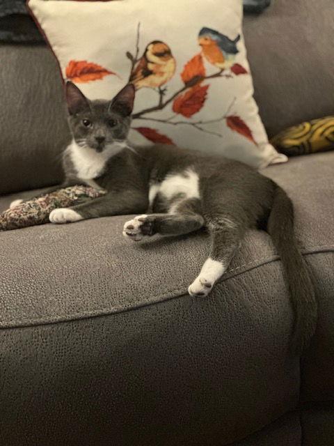 Enlarge Briar (25-027), a Adoptable Tuxedo in Ocean Pines, MD image 2/3