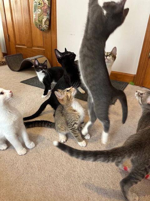 Enlarge Briar (25-027), a Adoptable Tuxedo in Ocean Pines, MD image 3/3