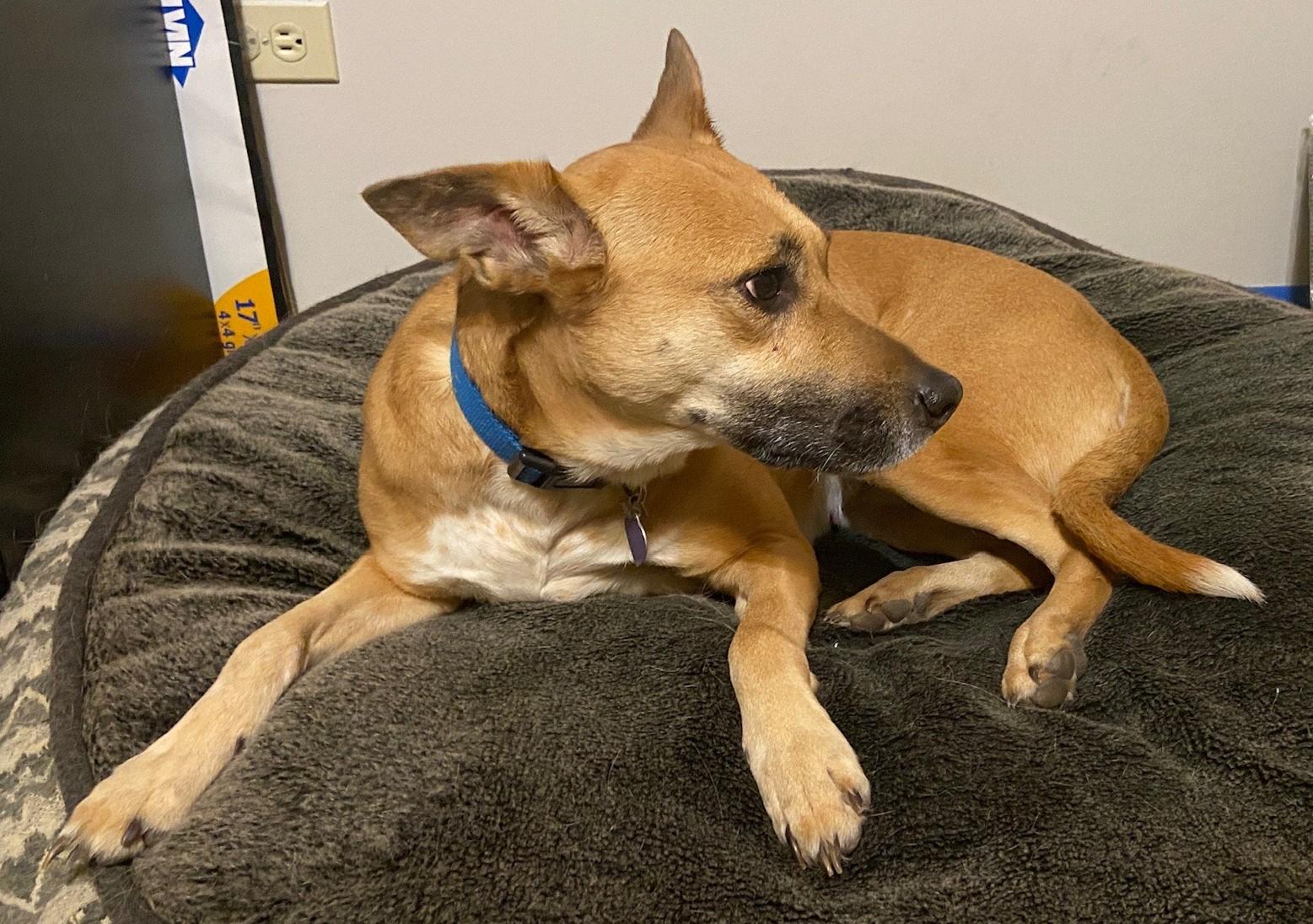 Enlarge Judy, an adoptable Australian Cattle Dog / Blue Heeler in Orland Park, IL image 3/5