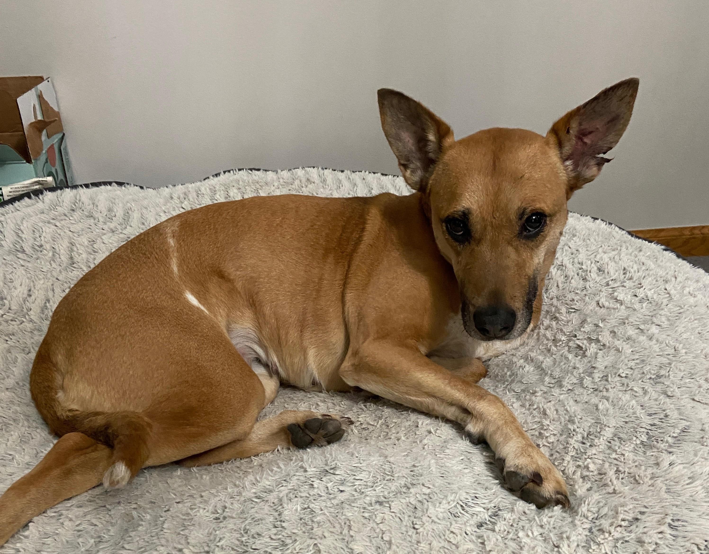 Judy, Adult Female Australian Cattle Dog / Blue Heeler