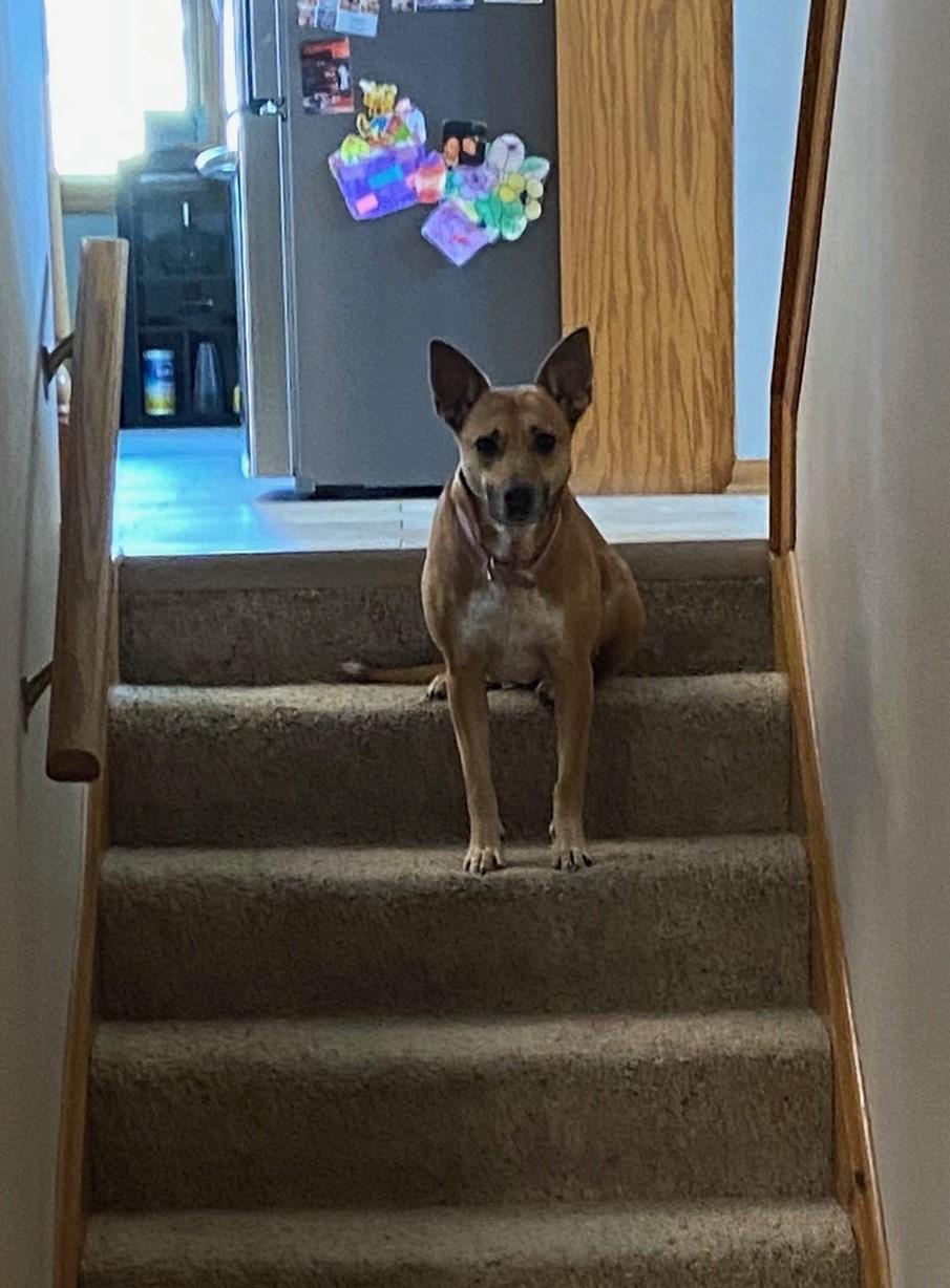 Enlarge Judy, an adoptable Australian Cattle Dog / Blue Heeler in Orland Park, IL image 4/5