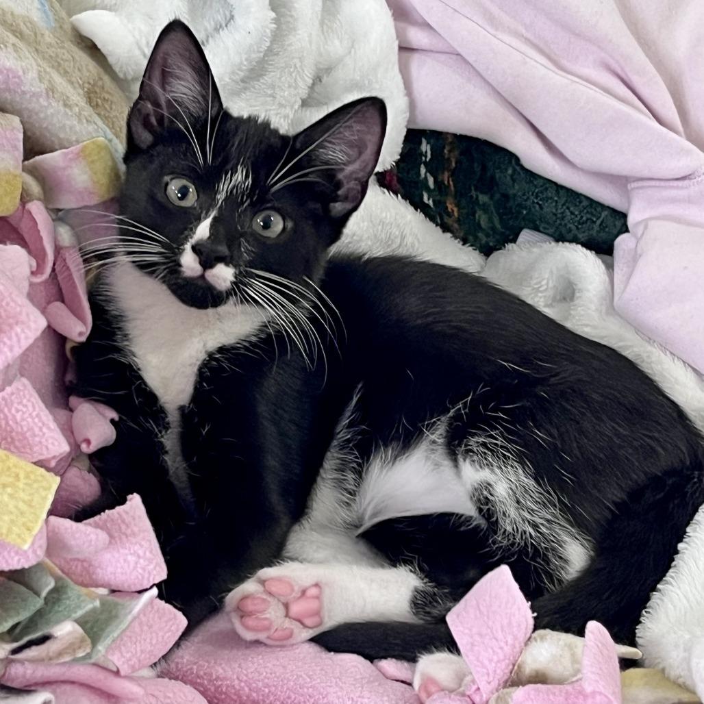 Billy, Adoptable, Kitten Male Domestic Short Hair.