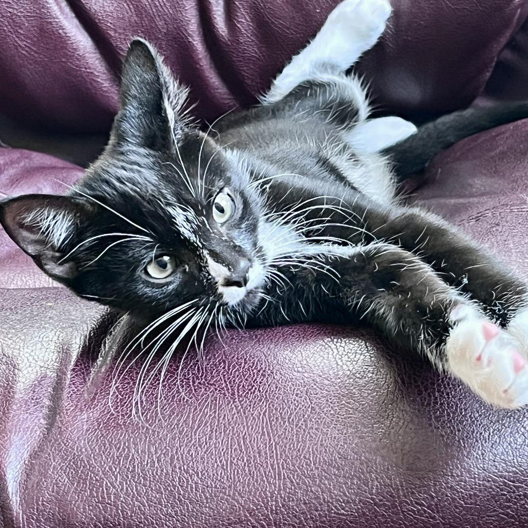 Enlarge Billy, a Adoptable Domestic Short Hair in Richmond, VA image 2/3