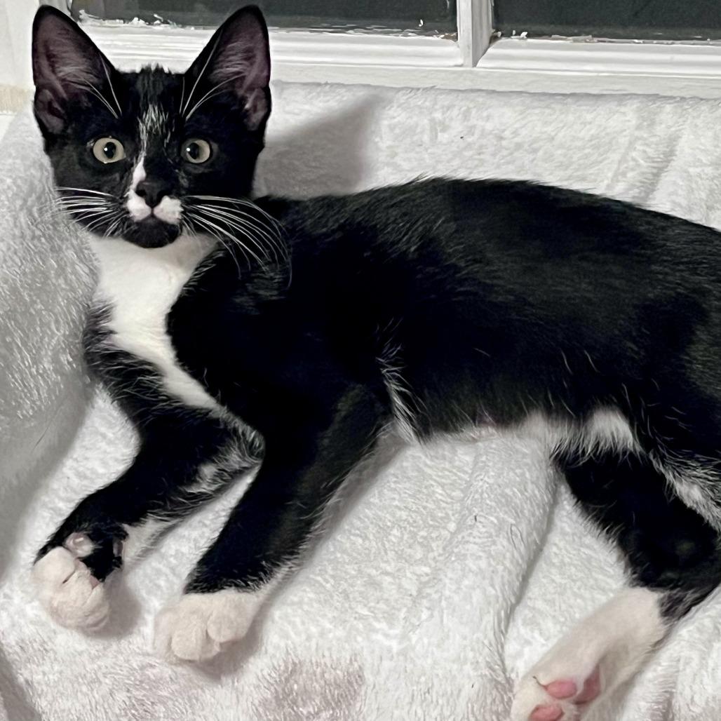 Enlarge Billy, a Adoptable Domestic Short Hair in Richmond, VA image 3/3