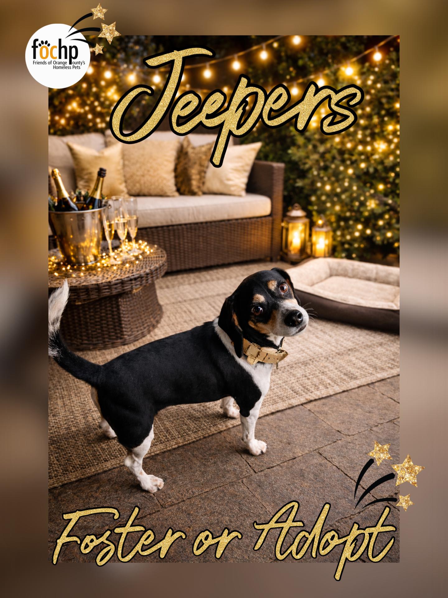 Enlarge Jeepers, a Adoptable Beagle in Orange, CA image 1/1