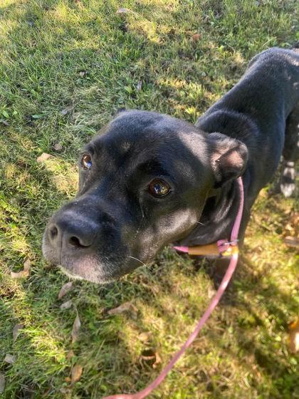 Enlarge Shay, a Adoptable mixed breed in Hobart, IN image 1/3