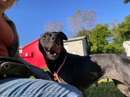 Enlarge Shay, a Adoptable mixed breed in Hobart, IN image 2/3