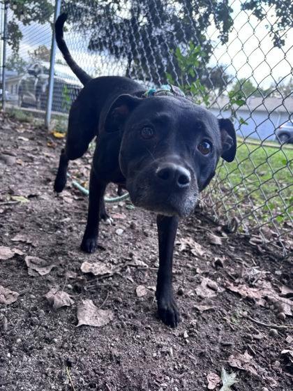 Enlarge Shay, a Adoptable mixed breed in Hobart, IN image 3/3