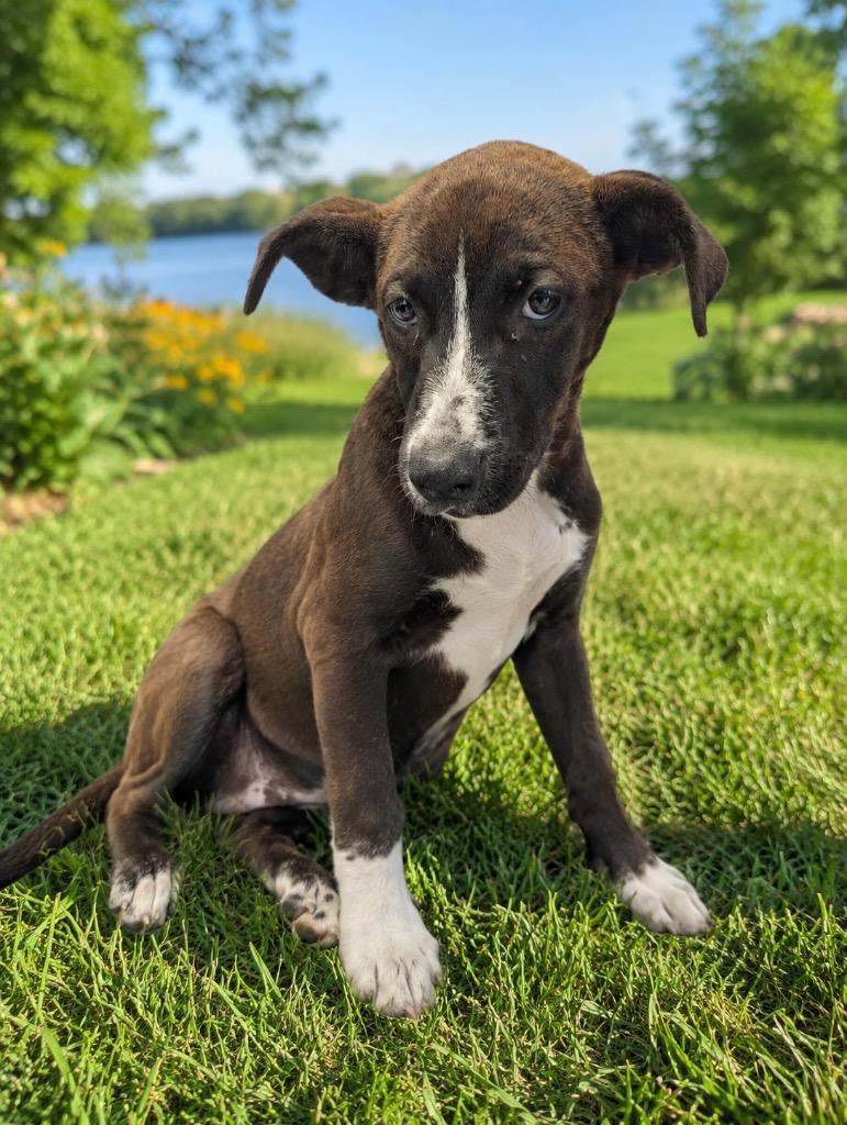 Enlarge Janet, a ADOPTABLE mixed breed in Maysville, KY image 1/1