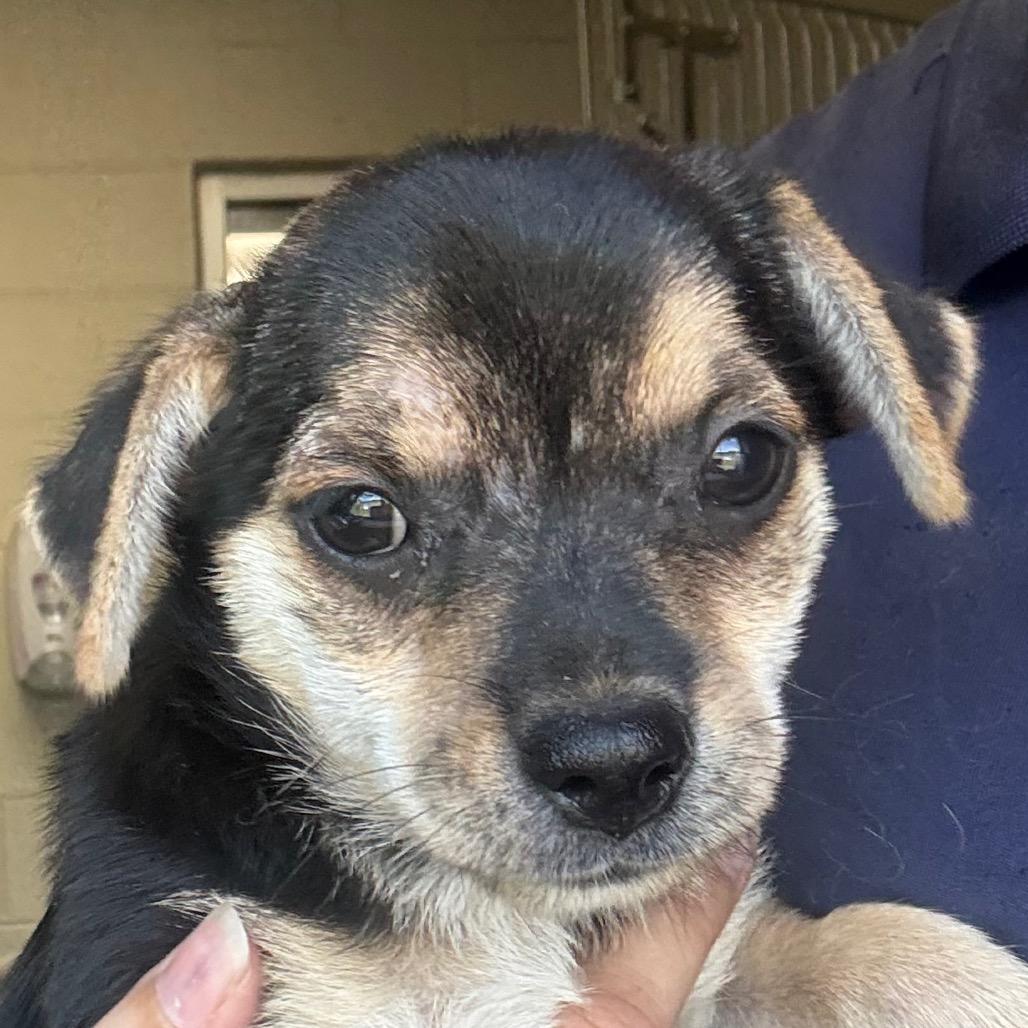 Enlarge Tracy, a Adoptable Mixed Breed in Jacksonville, AR image 1/1
