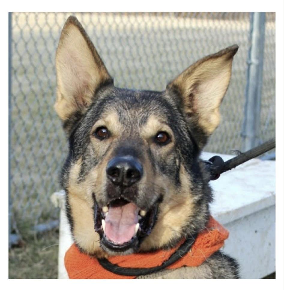 Ze, Adoptable, Senior Male German Shepherd Dog.