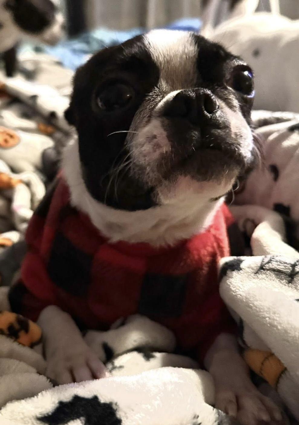 Enlarge Itsy, a Adoptable Boston Terrier in Painesville, OH image 1/3